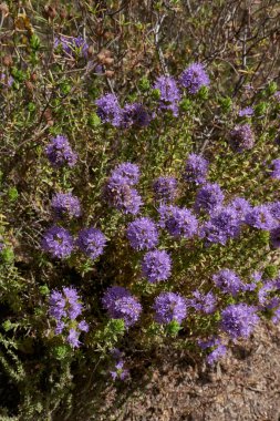 Thymbra capitata in bloom