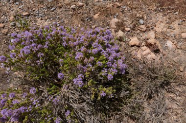 Thymbra capitata in bloom