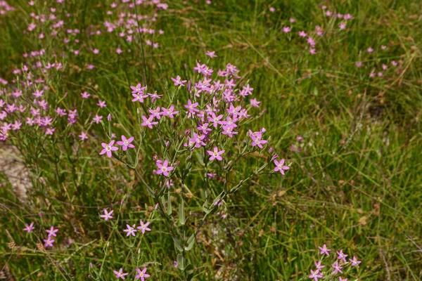Centaurium Pulchellum Purple Flowers — Stockfoto