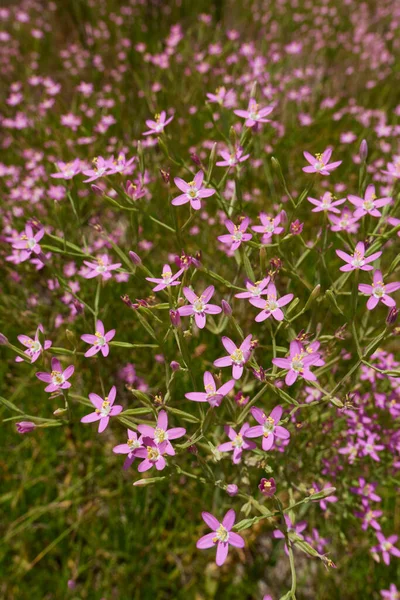 Centaurium Pulchellum Purple Flowers — Stockfoto