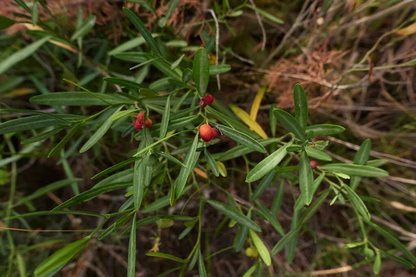 Κλάδος Cneorum Tricoccon Κόκκινα Φρούτα — Φωτογραφία Αρχείου