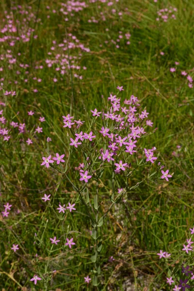 Centaurium Pulchellum Purple Flowers — Stock Photo, Image