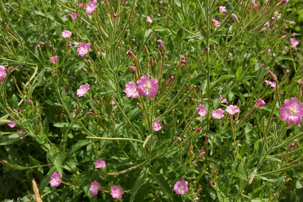 绒毛膜粉红花序 — 图库照片