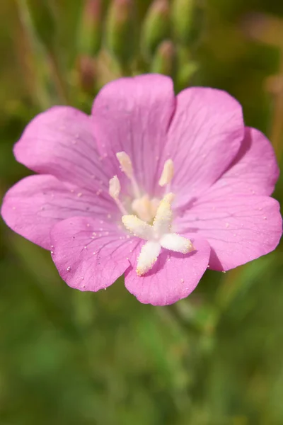 绒毛膜粉红花序 — 图库照片