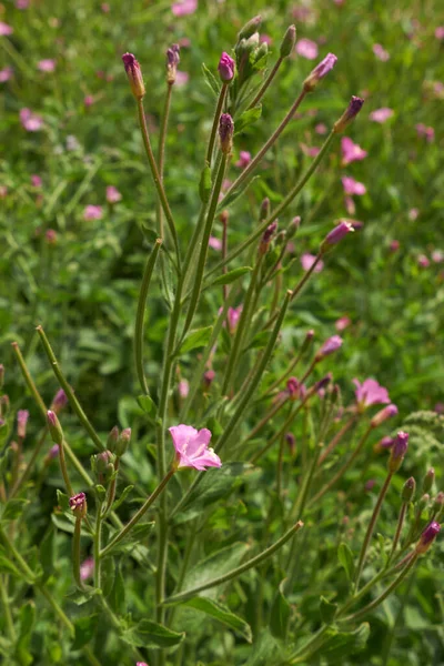 Epilobium Hirutumピンクの花序 — ストック写真
