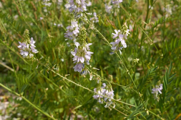 Galega Officinalis Bloom — Stockfoto