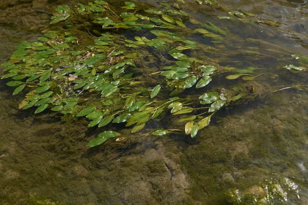 Potamogeton Natans Plant Bloom — Stock Photo, Image