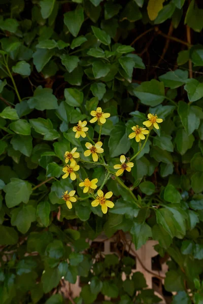 Senecio Angulatus Άνθιση — Φωτογραφία Αρχείου