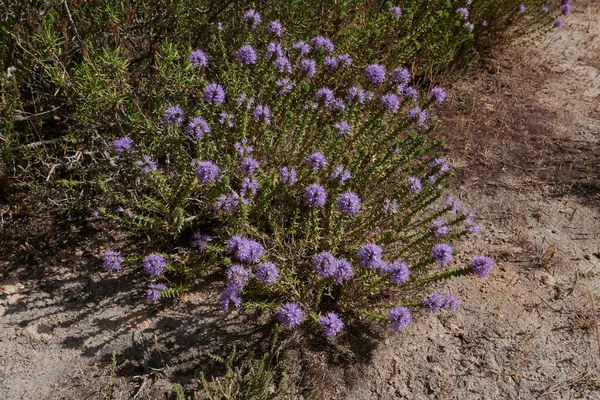 Thymbra Capitata Bloom —  Fotos de Stock