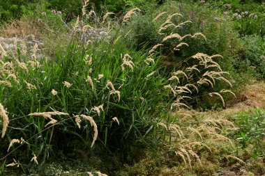 Phalaris arundinacea plants along a river bank
