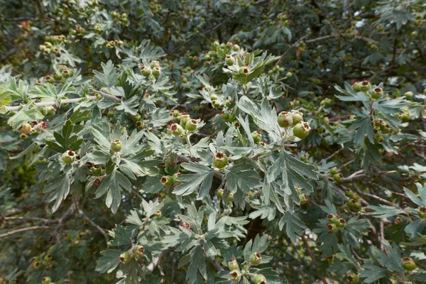 Crataegus Azarolus Ramo Fechar — Fotografia de Stock