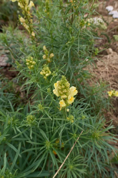 Linaria Vulgaris Sarı Turuncu Cilt Bakımı — Stok fotoğraf