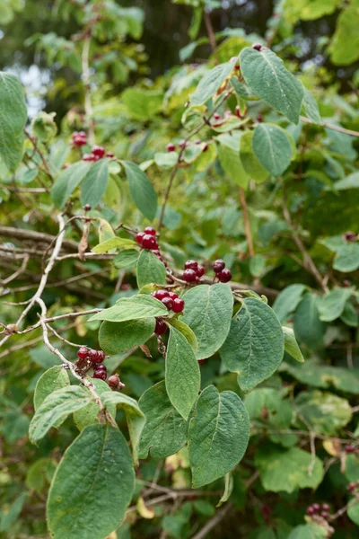 Lonicera Xylosteum Ramo Fechar — Fotografia de Stock