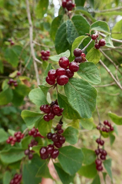 Lonicera Xylosteum Branch Close — стоковое фото