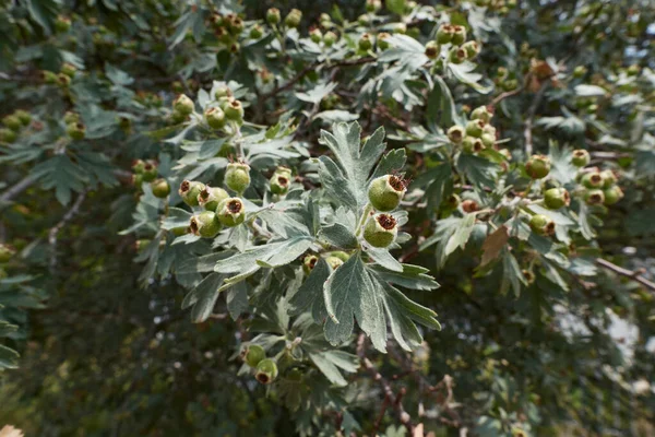 Crataegus Azarolus Közelről — Stock Fotó