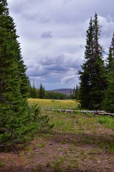 Alpine Pond Trail Vid Cedar Breaks National Monument Utsikt Från — Stockfoto