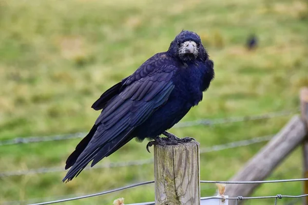 Rook Guardian Vogel Von Stonehenge Corvus Frugilegus Corvidae Mitglied Passanten — Stockfoto