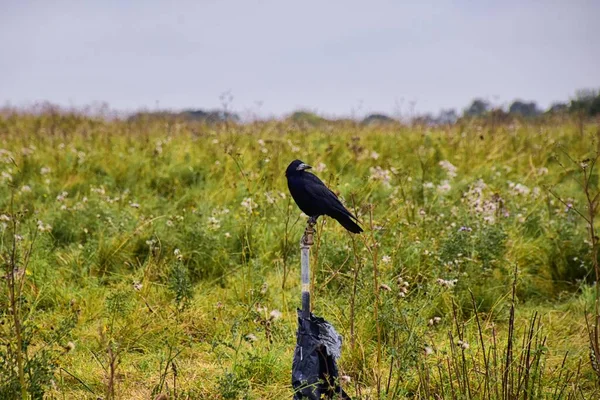 巨石阵的Rook Guardian鸟 Corvus Frugilegus Corvidae成员 Passerine Order 斯堪的那维亚山脉 西欧到西伯利亚东部 有黑色羽毛的白色无毛脸 — 图库照片