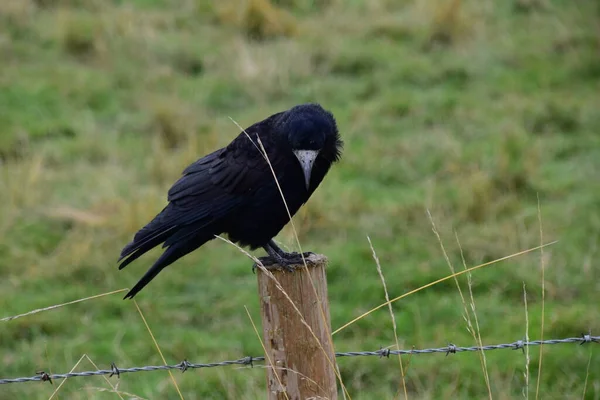 Rook Guardian Птах Стоунхенджа Corvus Frugilegus Член Corvidae Passerine Order — стокове фото