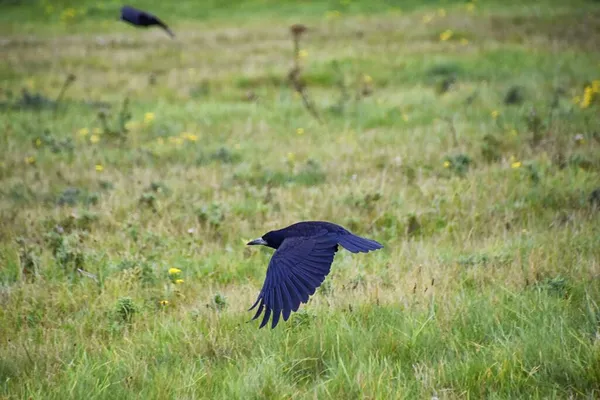 巨石阵的Rook Guardian鸟 Corvus Frugilegus Corvidae成员 Passerine Order 斯堪的那维亚山脉 西欧到西伯利亚东部 有黑色羽毛的白色无毛脸 — 图库照片