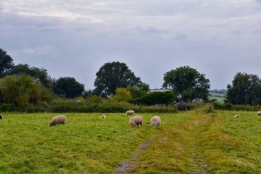 İngiltere 'de koyun otlatma İngiltere' de yemyeşil otlaklar ve tarım alanları. Zümrüt yeşili tarlaları ve çayırları olan güzel bir İngiliz kırsalı. İngiltere.