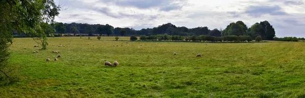Schafe Grasen England Saftige Weiden Und Ackerland Vereinigten Königreich Schöne — Stockfoto