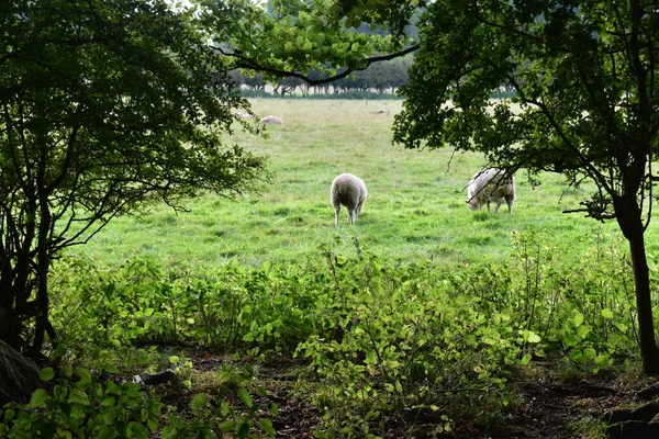 Sheep Grazing Inglaterra Pastagens Exuberantes Terras Agrícolas Reino Unido Lindo — Fotografia de Stock
