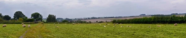 羊イギリスの緑豊かな牧草地や農地で放牧 エメラルドグリーンのフィールドと牧草地と美しい英語の田舎 イギリス — ストック写真