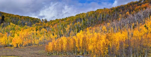 Daniels Summit Autumn Quaking Aspen Leaves Strawberry Reservoir Uinta National — Φωτογραφία Αρχείου