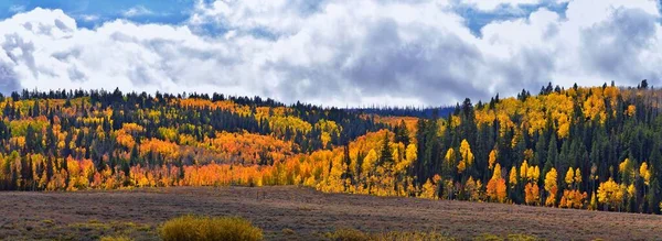 Daniels Summit Herbst Zitternde Espenblätter Strawberry Reservoir Uinta National Forest — Stockfoto
