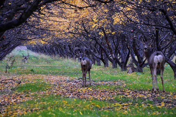 Mule Deer Odocoileus Hemionus Herd Grazing Fall Autumn Morning Apple — Stock Photo, Image