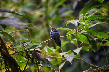 Trochilidae 'nin biyolojik ailesi, tropik Monteverde Ulusal Parkı Kosta Rika' daki bir orman dalında dinleniyor..
