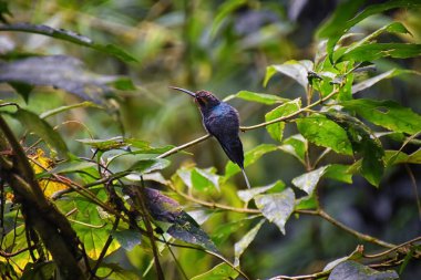Trochilidae 'nin biyolojik ailesi, tropik Monteverde Ulusal Parkı Kosta Rika' daki bir orman dalında dinleniyor..