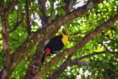 Tukan kuşu vahşi, sarı boğazlı, Ramphastos ambiguus Kosta Rika doğasında Jaco yakınlarında. Tropikal yağmur ormanlarındaki dalların üzerinde dinleniyorlar. Orta Amerika.