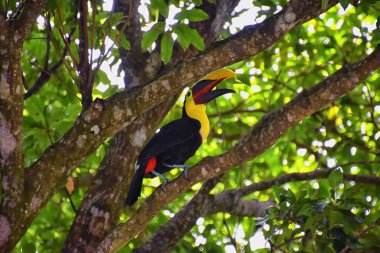 Tukan kuşu vahşi, sarı boğazlı, Ramphastos ambiguus Kosta Rika doğasında Jaco yakınlarında. Tropikal yağmur ormanlarındaki dalların üzerinde dinleniyorlar. Orta Amerika.