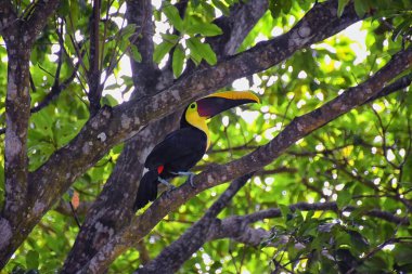Tukan kuşu vahşi, sarı boğazlı, Ramphastos ambiguus Kosta Rika doğasında Jaco yakınlarında. Tropikal yağmur ormanlarındaki dalların üzerinde dinleniyorlar. Orta Amerika.