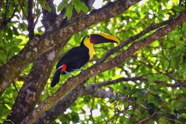 Tukan kuşu vahşi, sarı boğazlı, Ramphastos ambiguus Kosta Rika doğasında Jaco yakınlarında. Tropikal yağmur ormanlarındaki dalların üzerinde dinleniyorlar. Orta Amerika.