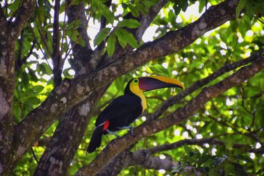 Tukan kuşu vahşi, sarı boğazlı, Ramphastos ambiguus Kosta Rika doğasında Jaco yakınlarında. Tropikal yağmur ormanlarındaki dalların üzerinde dinleniyorlar. Orta Amerika.