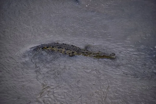 Κροκόδειλος Spectacled Caiman Κροκόδειλος Στηρίζεται Στο Ποτάμι Όχθη Του Ποταμού — Φωτογραφία Αρχείου