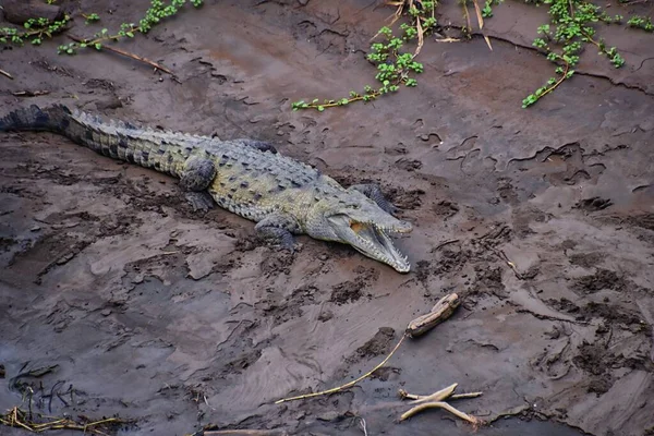 Κροκόδειλος Spectacled Caiman Κροκόδειλος Στηρίζεται Στο Ποτάμι Όχθη Του Ποταμού — Φωτογραφία Αρχείου