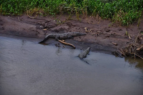 Κροκόδειλος Spectacled Caiman Κροκόδειλος Στηρίζεται Στο Ποτάμι Όχθη Του Ποταμού — Φωτογραφία Αρχείου