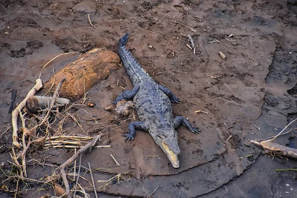 Κροκόδειλος Spectacled Caiman Κροκόδειλος Στηρίζεται Στο Ποτάμι Όχθη Του Ποταμού — Φωτογραφία Αρχείου