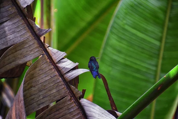 Hummingbird Biologisk Familj Trochilidae Vilar Djungel Trädgren Tropiska Monteverde National — Stockfoto