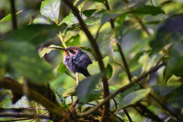 Koliber Biologiczna Rodzina Trochilidae Spoczywa Gałęzi Drzewa Tropikalnym Parku Narodowym — Zdjęcie stockowe