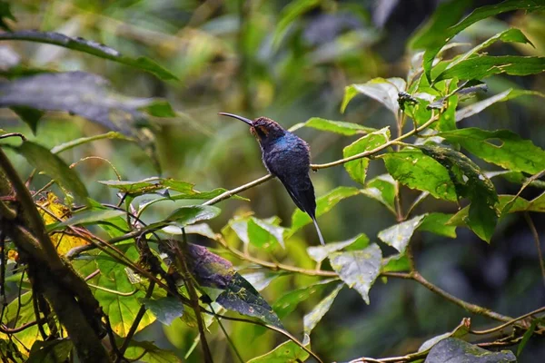 Hummingbird Família Biológica Trochilidae Descansando Ramo Árvore Selva Tropical Monteverde — Fotografia de Stock