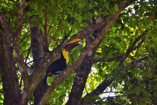 Toucan Vogel Wilde Geelkeelachtige Ramphastos Ambiguus Costa Rica Natuur Buurt — Stockfoto