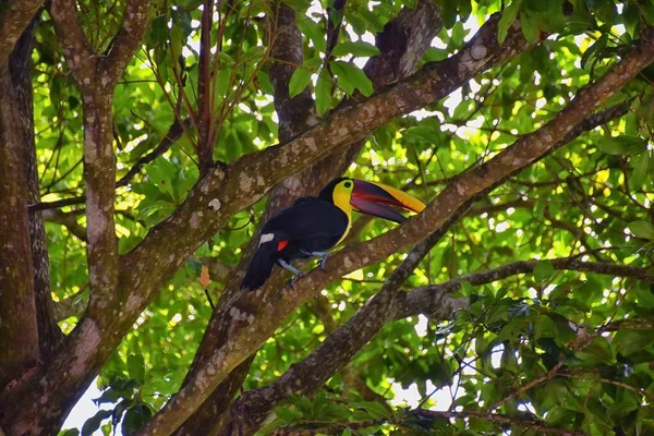 Toucan Vogel Wilde Geelkeelachtige Ramphastos Ambiguus Costa Rica Natuur Buurt — Stockfoto