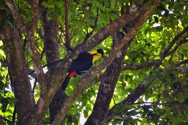 Toucan Vogel Wilde Geelkeelachtige Ramphastos Ambiguus Costa Rica Natuur Buurt — Stockfoto