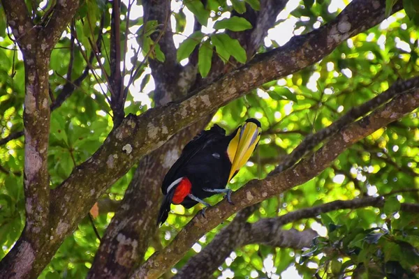Toucan Vogel Wilde Geelkeelachtige Ramphastos Ambiguus Costa Rica Natuur Buurt — Stockfoto