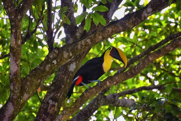 Toucan Vogel Wilde Geelkeelachtige Ramphastos Ambiguus Costa Rica Natuur Buurt — Stockfoto